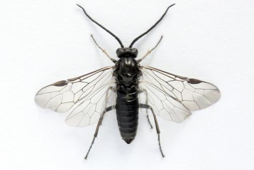Euura ampla