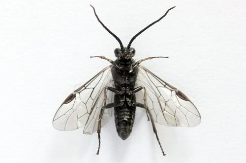 Euura ampla