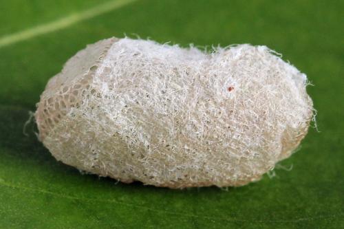 Arge ustulata