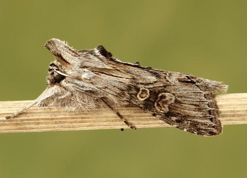 Réf. 251 038 : Cucullia gnaphalii