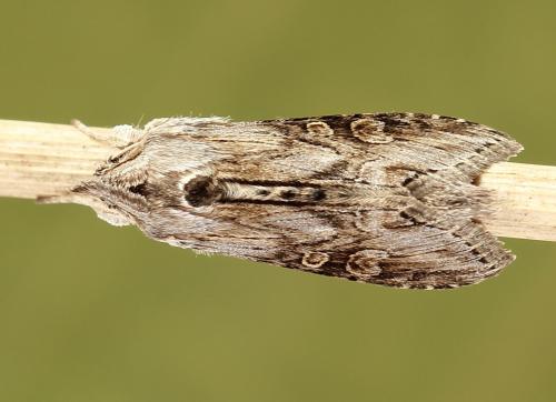 Réf. 251 039 : Cucullia gnaphalii