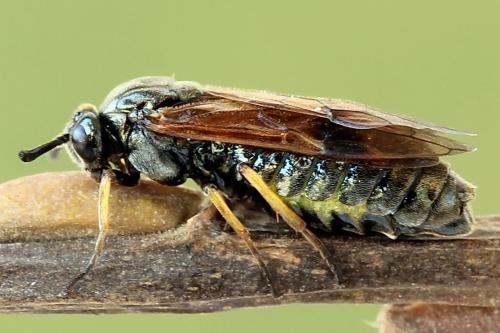 Arge ustulata