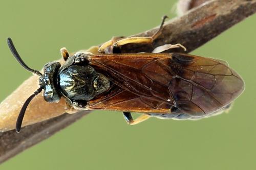 Réf. 251 993 : Arge ustulata