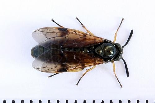Arge ustulata