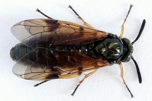 Réf. 251 995 : Arge ustulata