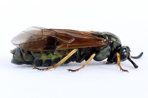 Réf. 251 996 : Arge ustulata
