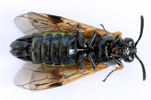 Arge ustulata