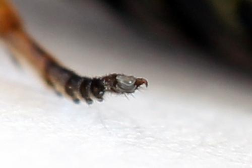 Arge ustulata