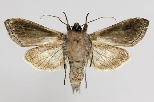 Cucullia gnaphalii