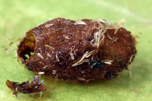 Euura ampla