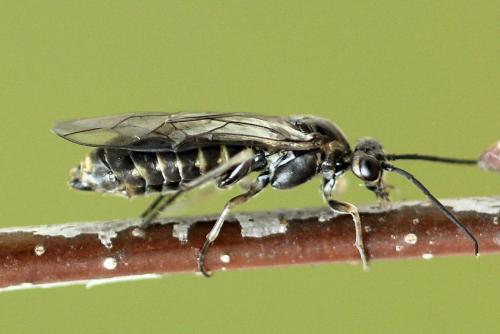 Euura ampla