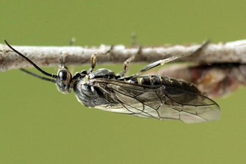 Euura ampla