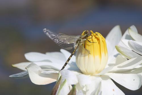 Réf. 251 676 : Orthetrum trinacria
