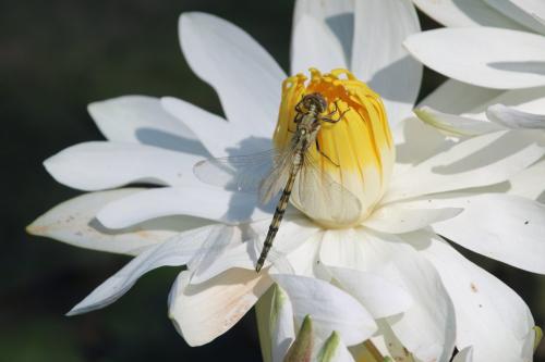 Réf. 251 675 : Orthetrum trinacria