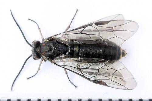 Euura ampla