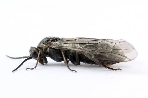 Euura ampla