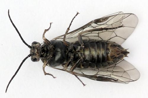 Réf. 251 133 : Euura ampla