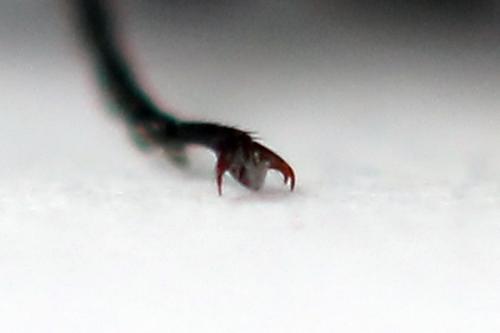 Euura ampla