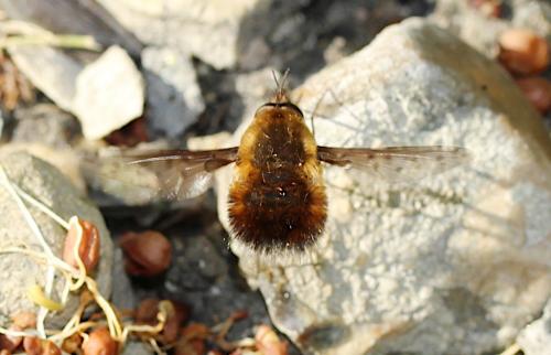 Réf. 251 365 : Bombylius sp.