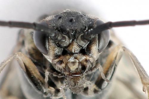 Euura ampla