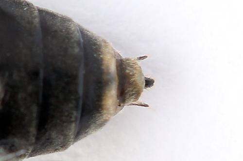 Euura ampla