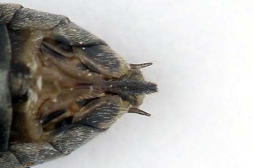 Euura ampla