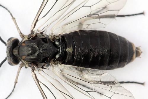 Euura ampla