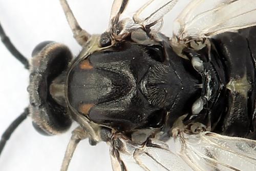 Euura ampla