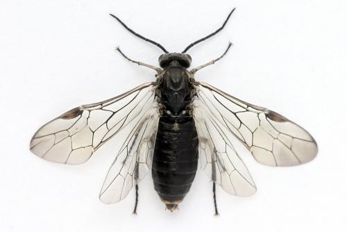 Euura ampla