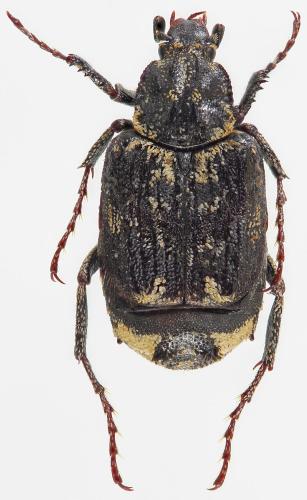 Nipponovalgus angusticollis