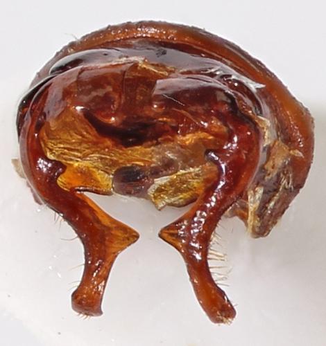 Nipponovalgus angusticollis
