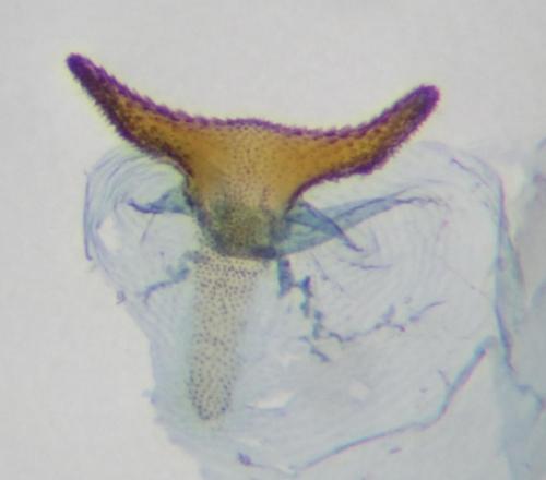 Argyresthia pruniella