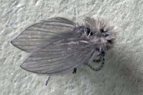 Psychoda sp.