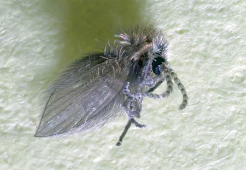 Psychoda sp.