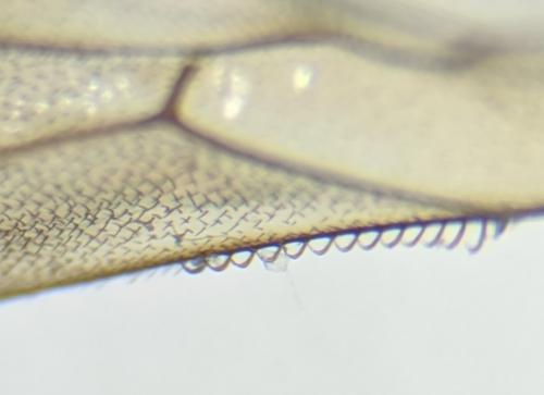 Réf. 251 310 : Sphecodes albilabris