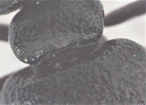 Meloe brevicollis