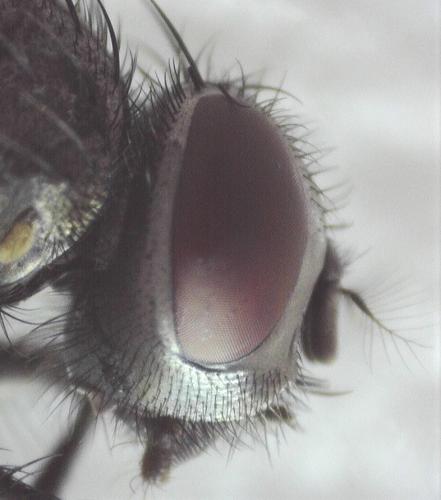 Réf. 251 049 : Musca autumnalis