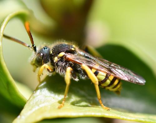 Nomada succincta