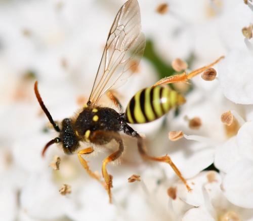 Nomada sp.