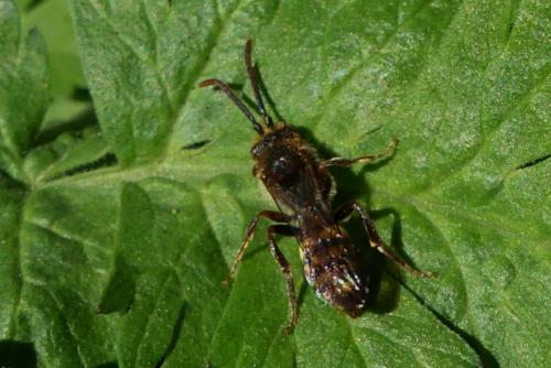 Nomada sp.