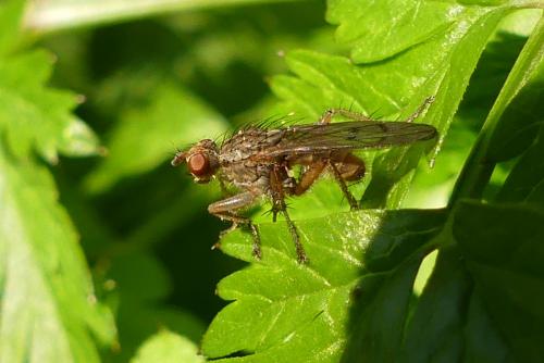 Scathophaga furcata