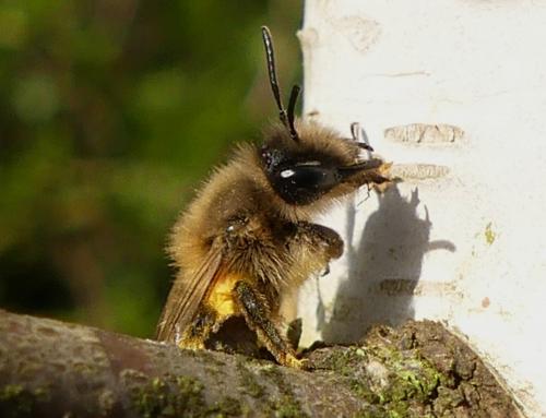 Andrena sp.