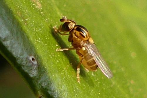 Réf. 251 653 : Thaumatomyia notata