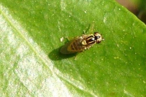 Réf. 251 654 : Thaumatomyia notata