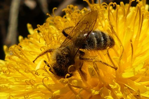 Andrena sp.