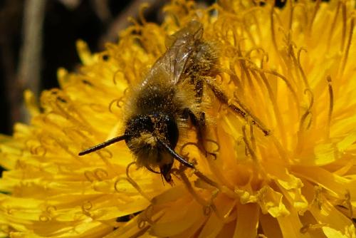 Andrena sp.