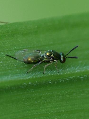 Torymus sp.