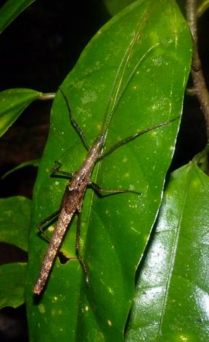 Pseudophasma phthisicum