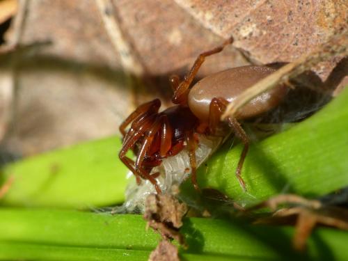 Réf. 251 274 : Dysdera sp.