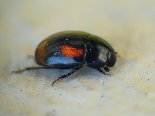Réf. 251 878 : Sphaeridium sp.